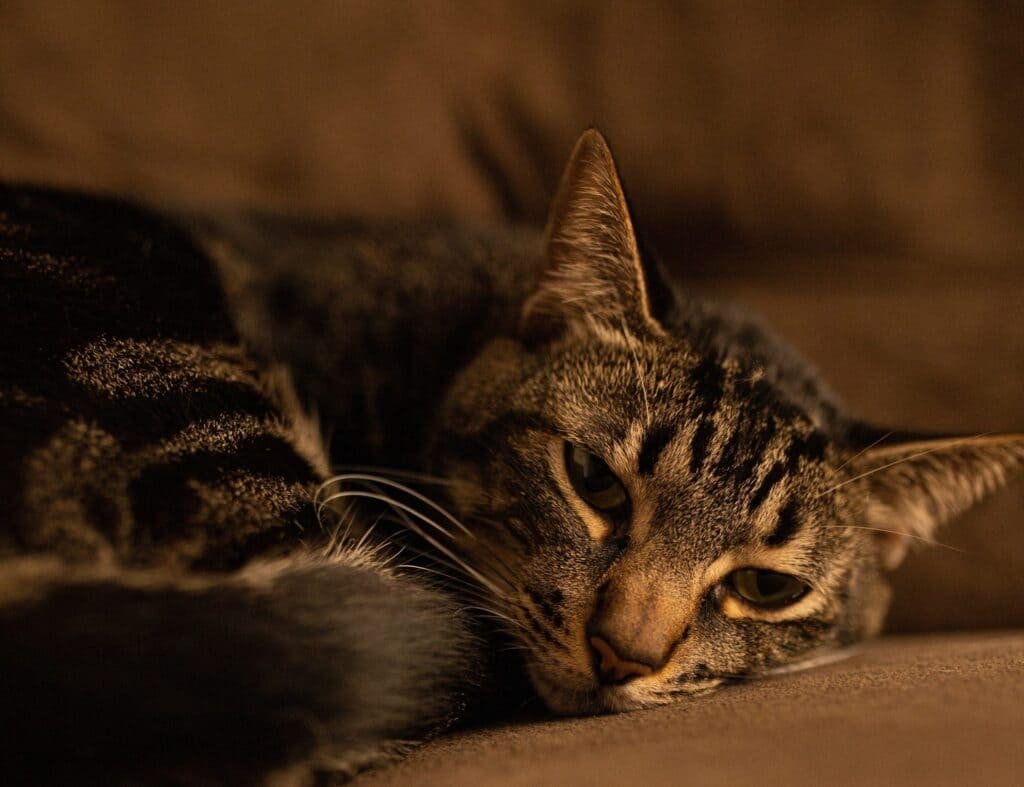 Quando o Gato Mija no Dono: O Que Significa Espiritualmente? Desvende Este Mistério Felino!