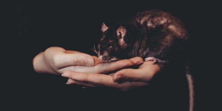 O Que Significa Rato Na Espiritualidade